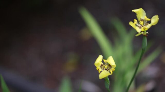 Yellow walking iris flower blossoms close-up, moving in wind