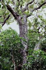 Fototapeta premium Rough bark texture of a large old tree in tropical forest
