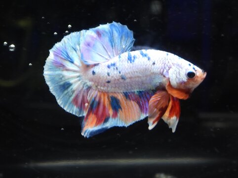 fish Majestic Siamese fighting fish (Betta splendens) with large flowing fins swimming gracefully against a black background. Macro shot of a colorful Halfmoon Betta.