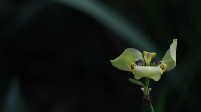 Yellow walking iris flower blossom close-up
