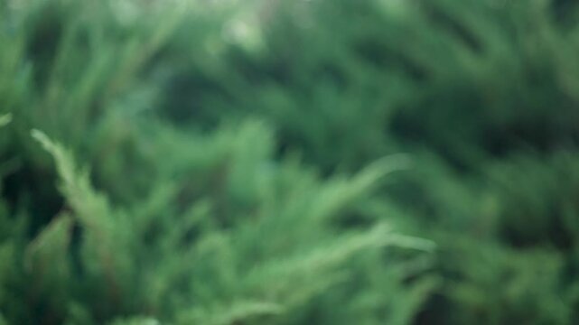 Abstract green blurred juniper bushes texture background for eco design. Nature, sustainability and environmental background.