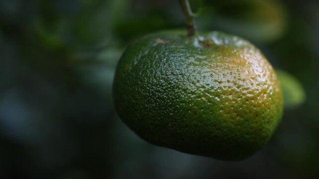 Tangerine ripening on tree, close up with shallow depth of field