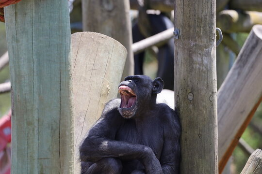 single adult chimpanzee resting in shade between thick wooden poles (close-up, yawning) 5029