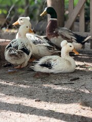 Obraz premium pato