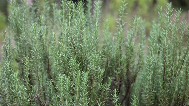 Rosemary herb plant growing in outside garden