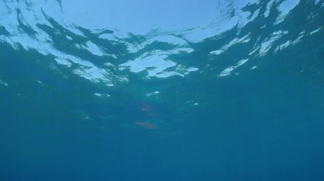 calamar scenery underwater with sun beams and sun rays swim  cephalopod loligo vulgaris