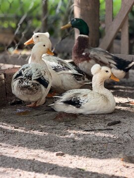 patos