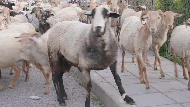 Large flock of sheep and goats walking down a village street in Spain reflecting rural traditions