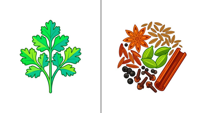 Fresh cilantro leaf and circular arrangement of assorted cooking spices vector