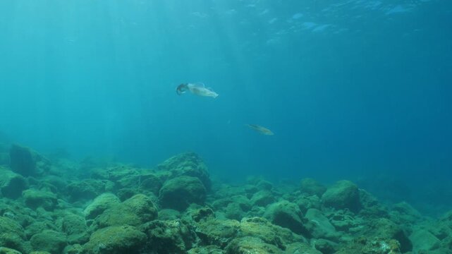 calamar scenery underwater with sun beams and sun rays swim  cephalopod loligo vulgaris