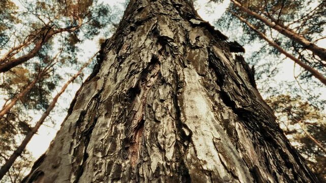 Textured Tree Trunk Bark In Pine Forest. Natural Ecology 