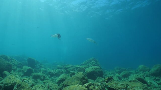 calamar scenery underwater with sun beams and sun rays swim  cephalopod loligo vulgaris