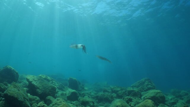 calamar scenery underwater with sun beams and sun rays swim  cephalopod loligo vulgaris