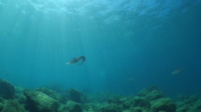 calamar scenery underwater with sun beams and sun rays swim  cephalopod loligo vulgaris