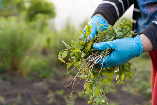 Hands in blue gloves pulling weeds from garden