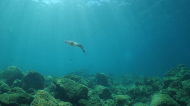 calamar scenery underwater with sun beams and sun rays swim  cephalopod loligo vulgaris