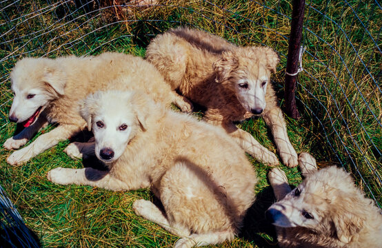 Young Abruzzese Shepherd puppies in the enclosure