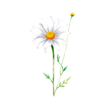 Oxeye Daisy Watercolor Clipart PNG, Hand Painted Botanical Wildflower Illustration, Transparent Floral Element for Wedding Invitations, Cricut, Canva, Commercial Design Resource, High Resolution