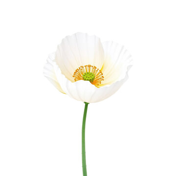 Field Poppy Watercolor Clipart PNG, Hand Painted Botanical Wildflower Illustration, Transparent Floral Element for Wedding Invitations, Cricut, Canva, Commercial Design Resource, High Resolution