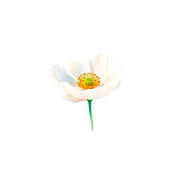 Field Poppy Watercolor Clipart PNG, Hand Painted Botanical Wildflower Illustration, Transparent Floral Element for Wedding Invitations, Cricut, Canva, Commercial Design Resource, High Resolution