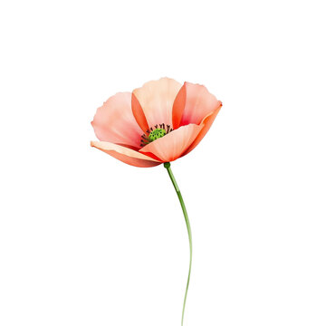 Field Poppy Watercolor Clipart PNG, Hand Painted Botanical Wildflower Illustration, Transparent Floral Element for Wedding Invitations, Cricut, Canva, Commercial Design Resource, High Resolution