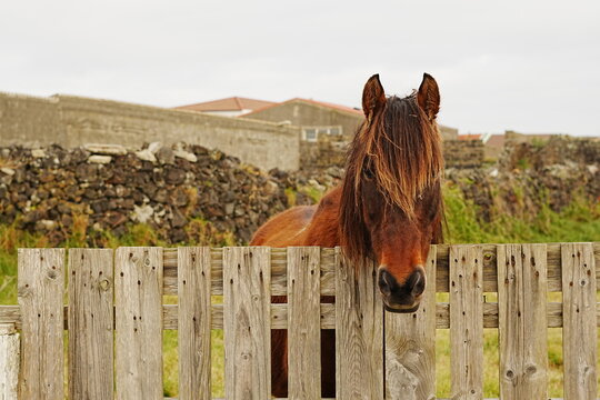 Brown horse with long mane looking over wooden fence, rural scene on Sao Miguel, Azores, Portugal