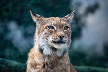 The face of a European lynx on a rock on a clear sunny day. Animals, mammals, predators, primates. © Victor1153