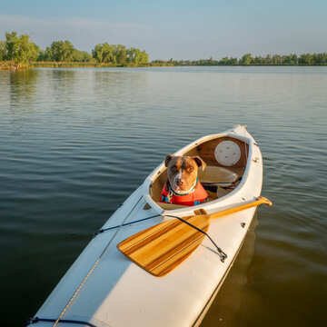 pit bull  dog wearing a life jacket is sitting in a decked expedition canoe on a calm lake in Colorado in summer scenery, recreation with your pet concept