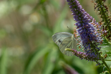 White butterfly feeding on a purple flower with green copy space © Natural Life Visuals