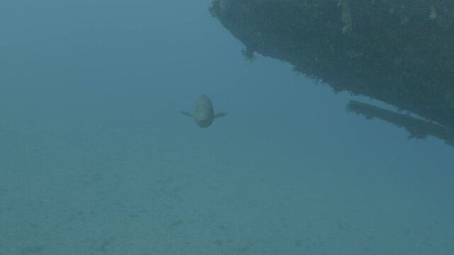 log footage of an airplane wreck underwater scuba divers to explore  metal on ocean floor