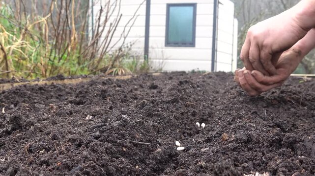 Close up of a man's hands sowing seeds into rich fertile soil in a backyard garden