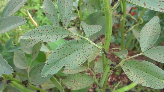 Close up of chocolate spot disease caused by Botrytis fabae fungus on broad bean leaves