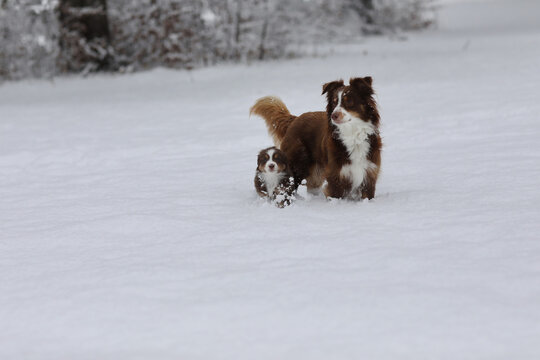 A dog and a puppy are playing in the snow