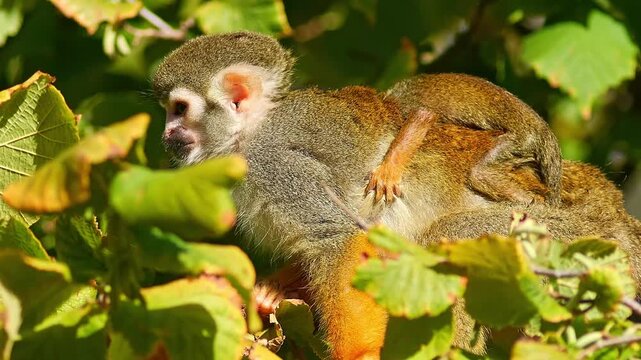 Squirrel Monkey Climbing in Zoo Habitat on a Sunny Summer Morning | 4K Wildlife Footage