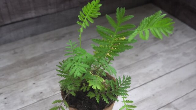 Isolated view of a green tansy plant growing in a recycled plastic pot, placed against a rustic wooden background