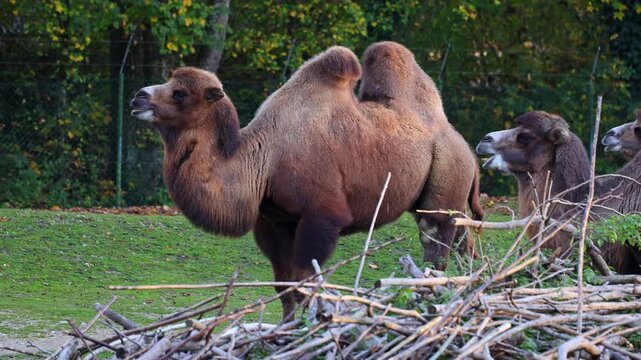 The Bactrian camel, Camelus bactrianus is a large, even-toed ungulate native to the steppes of Central Asia. The Bactrian camel has two humps on its back