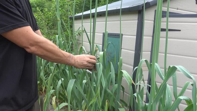 Man harvesting fresh garlic scapes directly from the plants in an urban family garden