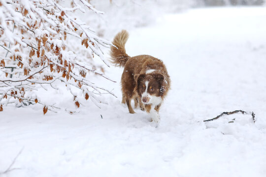 A dog is running through the snow, with its tail wagging