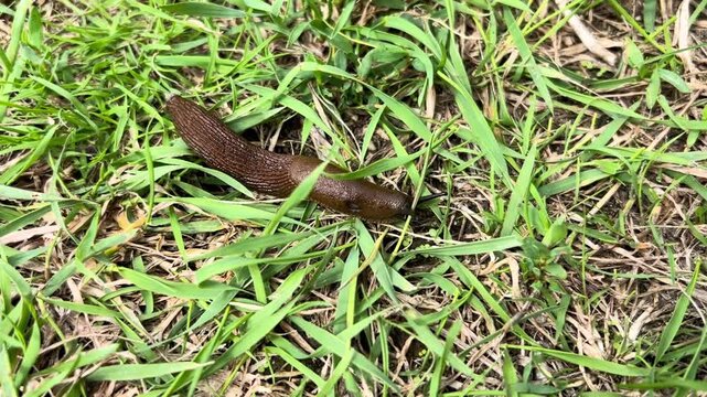 Close-up of a brown slug crawling slowly on grass by the river