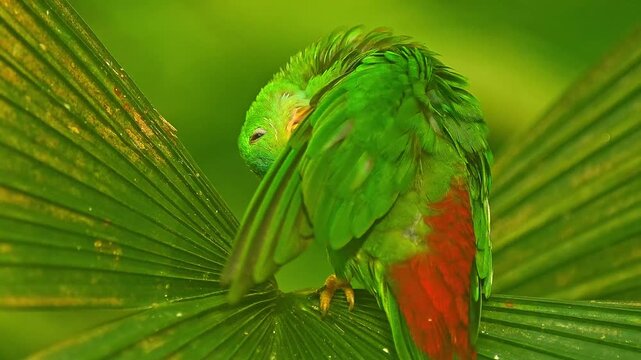 Blue-crowned Hanging Parrot Preening in Zoo Habitat on a Sunny Summer Morning | 4K Wildlife Footage