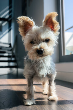 Portrait of small curious dog at home 