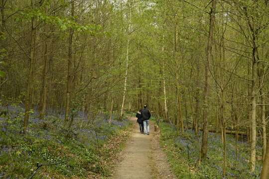 Promenade en pleine nature au printemps au bois de Halle (Brabant Flamand) 