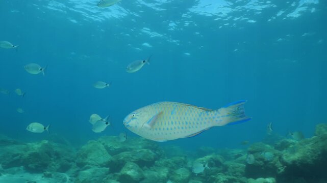 tropic blue green  parrot fish in mediterranean sea lessepsian fish underwater