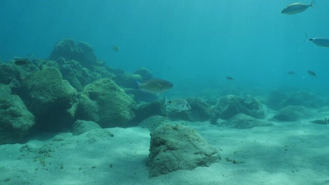 tropic blue green  parrot fish in mediterranean sea lessepsian fish underwater