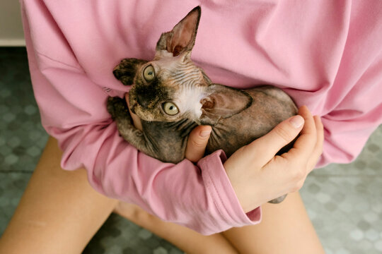 Devon Rex Cat Resting in Its Owner's Arms