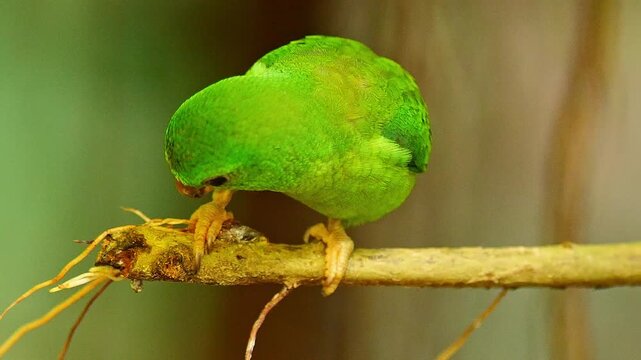Blue-crowned Hanging Parrot Preening in Zoo Habitat on a Sunny Summer Morning | 4K Wildlife Footage