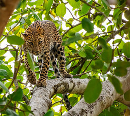 Leopard on a tree © Subir