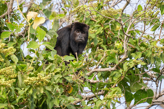 Black Howler Monkey - Alouatta caraya, beautiful long tailed black primate from South American tropical forests, Pantanal, Brazil.