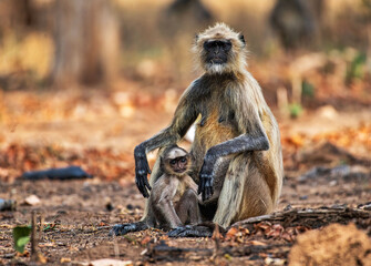 Fototapeta na wymiar Langur moter and child