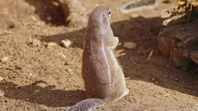 Cape Ground Squirrel Grooming Its Fur in Zoo Habitat on a Sunny Summer Morning | 4K Wildlife Footage